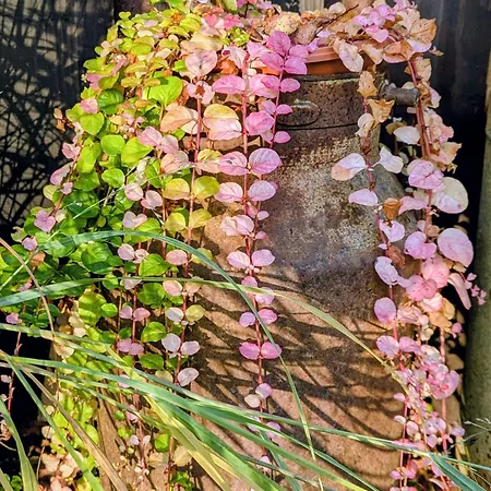 Piecowka Semesterbostad Kaczkowo (Wejherowo)