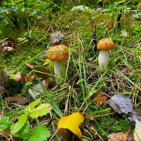 Piecowka Semesterbostad