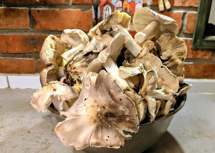 Piecowka Kaczkowo (Wejherowo)