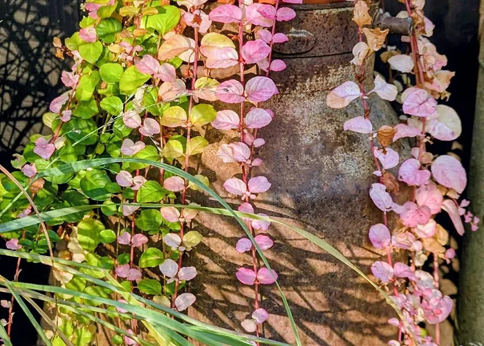 Piecowka Ferienhaus Kaczkowo (Wejherowo)