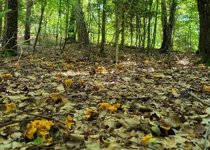 Ferienhaus Piecowka Kaczkowo (Wejherowo)